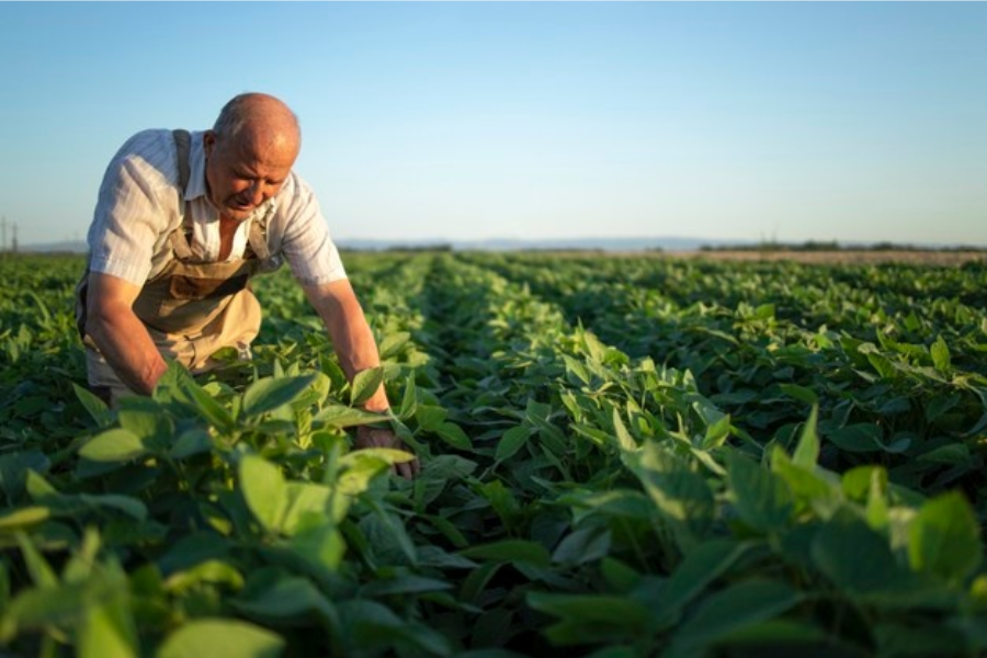 agricultura